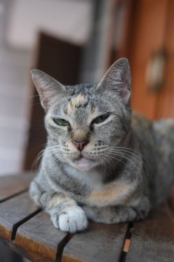 Gri Çizgili Kedi ahşap masada. Gri çizgili gri kedili patates gevşiyor..
