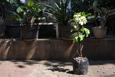 Poşette beyaz çiçek bitkileri