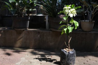 Poşette beyaz çiçek bitkileri