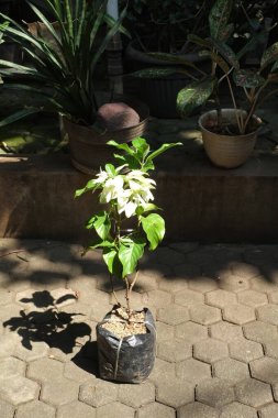 Poşette beyaz çiçek bitkileri