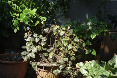 Güneş ışığı yaprakların üzerine çapraz düşer.