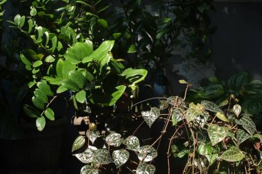 Güneş ışığı yaprakların üzerine çapraz düşer.