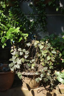 Güneş ışığı yaprakların üzerine çapraz düşer.