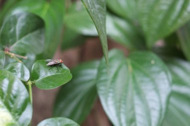 Bir sinek yeşil bir yaprağa kondu.