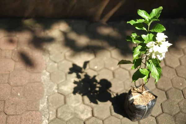 Poşette beyaz çiçek bitkileri