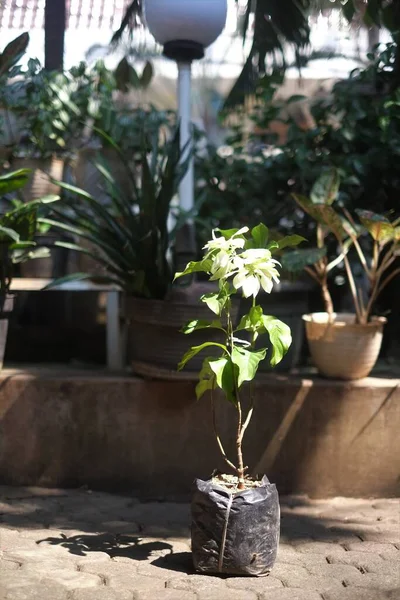 Poşette beyaz çiçek bitkileri