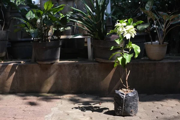 Poşette beyaz çiçek bitkileri