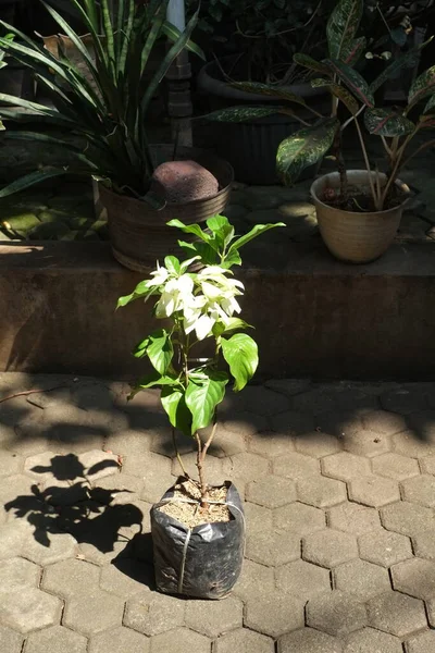 Poşette beyaz çiçek bitkileri