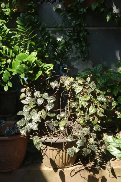 Güneş ışığı yaprakların üzerine çapraz düşer.