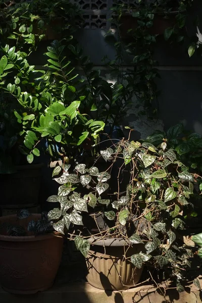 Güneş ışığı yaprakların üzerine çapraz düşer.