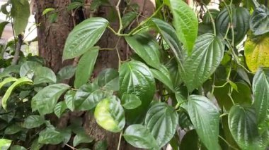 Yeşil yapraklar rüzgarda yavaşça sallanıyor..