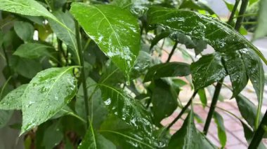 Su yeşil yaprağa damlıyor. Bahçedeki bir bitkinin yeşil yapraklarına tutunan taze yağmur damlaları.