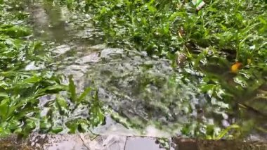 Yağmur yeşil bitkilerin üzerine yağar, tabanlarında su birikintileri oluşturur ve taze, doğal bir manzarayı ön plana çıkarır. Yoğun yağmur damlası