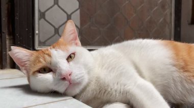 Zencefilli kedinin yere yatıp dinlenmesini sağla, yorgun, uykucu evcil hayvan