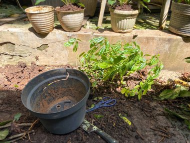 bahçesinde ağaç dikme