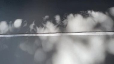 Egzotik yaprak gölgesi, gri duvar arka planında ışık. Doğal tropikal yapraklar ağaç dalları sallanan gölgeler, güneş ışığı. Taş duvar dokusunda güneş ışığı, arkaplan, duvar kağıdı, gölgeler.