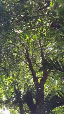 Arkadaki yeşil yapraklar nazik merceklerle parıldıyor. Dikey video