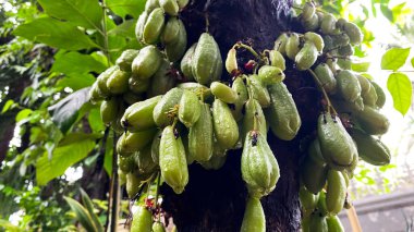 Ağaç dalına yağan yağmurdan sonra olgunlaşan ve su damlacıkları olarak adlandırılan taze yeşil yıldız meyvesi, doğal organik ürünler.