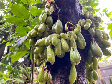 Ağaç dalına yağan yağmurdan sonra olgunlaşan ve su damlacıkları olarak adlandırılan taze yeşil yıldız meyvesi, doğal organik ürünler.