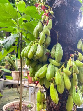 Ağaç dalına yağan yağmurdan sonra olgunlaşan ve su damlacıkları olarak adlandırılan taze yeşil yıldız meyvesi, doğal organik ürünler.