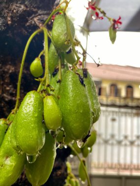 Ağaç dalına yağan yağmurdan sonra olgunlaşan ve su damlacıkları olarak adlandırılan taze yeşil yıldız meyvesi, doğal organik ürünler.
