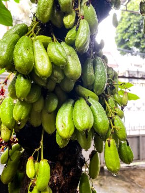 Ağaç dalına yağan yağmurdan sonra olgunlaşan ve su damlacıkları olarak adlandırılan taze yeşil yıldız meyvesi, doğal organik ürünler.