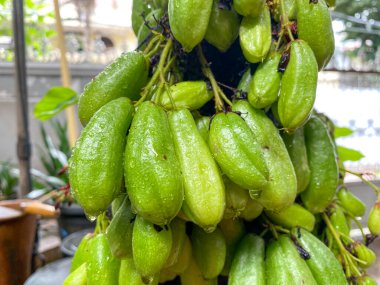 Ağaç dalına yağan yağmurdan sonra olgunlaşan ve su damlacıkları olarak adlandırılan taze yeşil yıldız meyvesi, doğal organik ürünler.