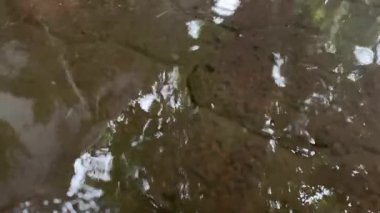 Yağmur damlaları yüzünden bulanıklaşan su birikintilerindeki ağaç ve yaprakların yansıması.
