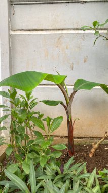 Bahçedeki genç kırmızı muz ağacı. Yeni bir muz çekirdeğinden yakınlaş