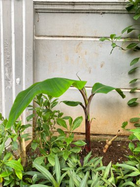 Bahçedeki genç kırmızı muz ağacı. Yeni bir muz çekirdeğinden yakınlaş