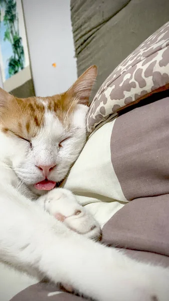 Komik kızıl beyaz kedi dili açık uyur.