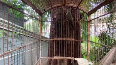 Kafesin içinde uçan sarı havalandırmalı bir ampulün yakın plan klipsi.