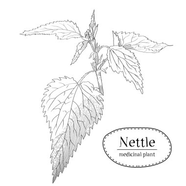 Sketch of a young branch of nettle. Medicinal and cosmetic. Vector illustration drawn by hand with a hatching in engraving style.  Isolated on white background clipart