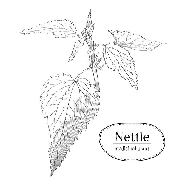 Sketch of a young branch of nettle. Medicinal and cosmetic. Vector illustration drawn by hand with a hatching in engraving style.  Isolated on white background