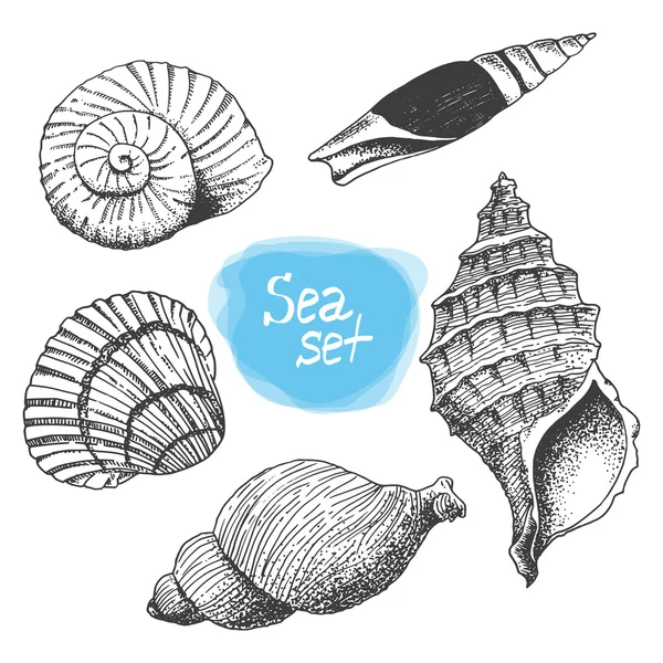 Colección de conchas de mar. Ilustración dibujada a mano. Vector — Archivo Imágenes Vectoriales