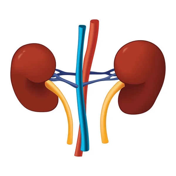 Riñón. Órganos humanos internos. Ciencias médicas de la salud. Ilustración vectorial — Archivo Imágenes Vectoriales