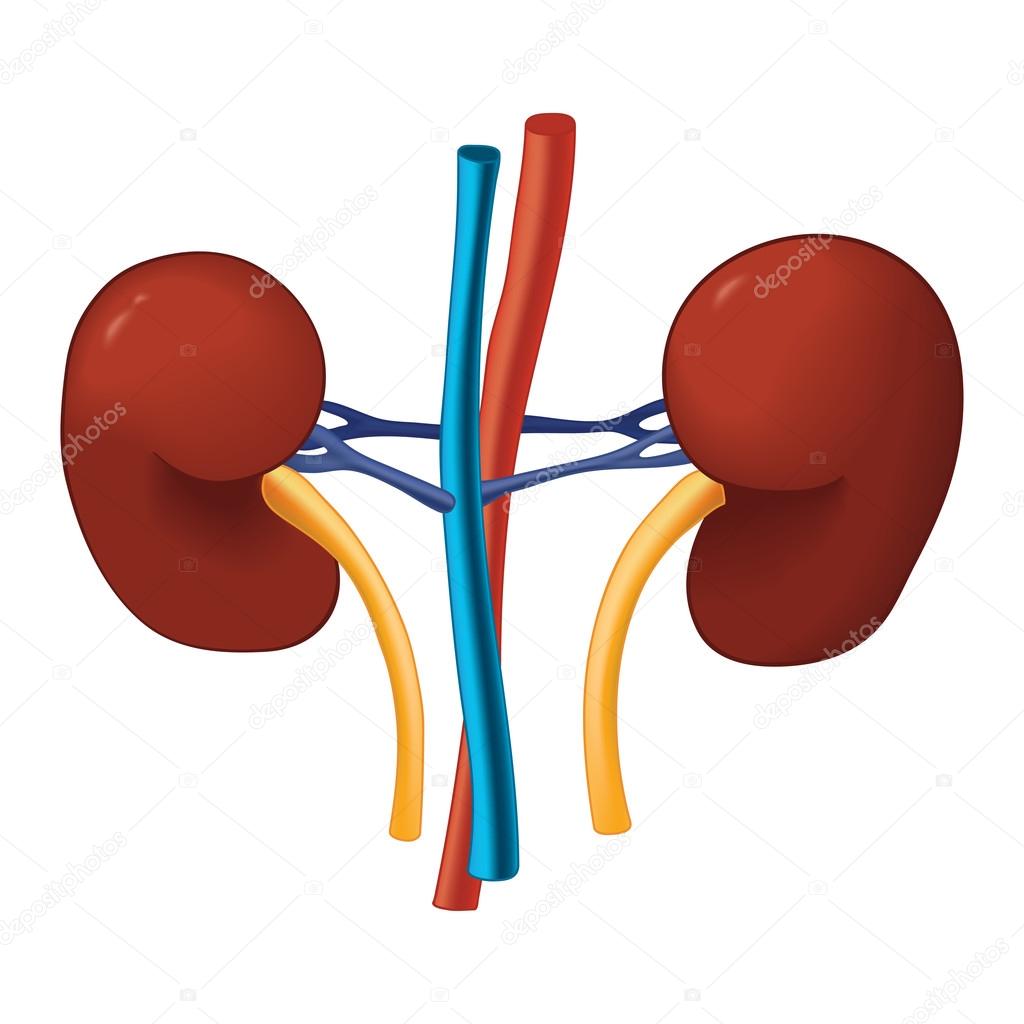 Kidney. Internal human organs. Health medical science. Vector illustration