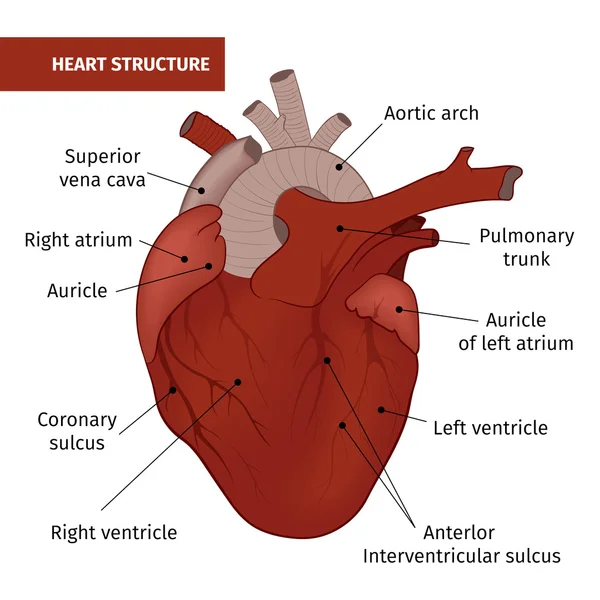 De structuur van het menselijk hart geïsoleerd op een witte achtergrond. — Stockvector