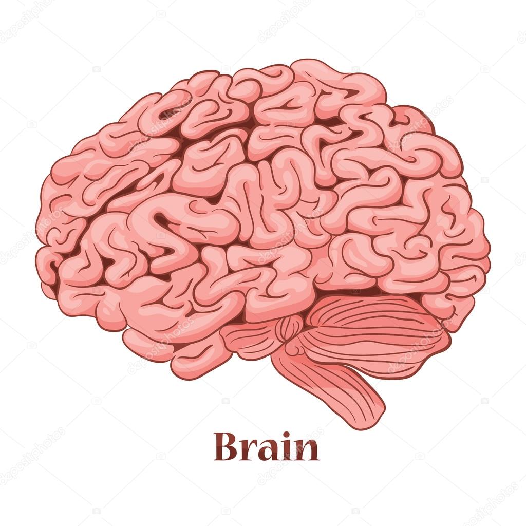 human brain animation