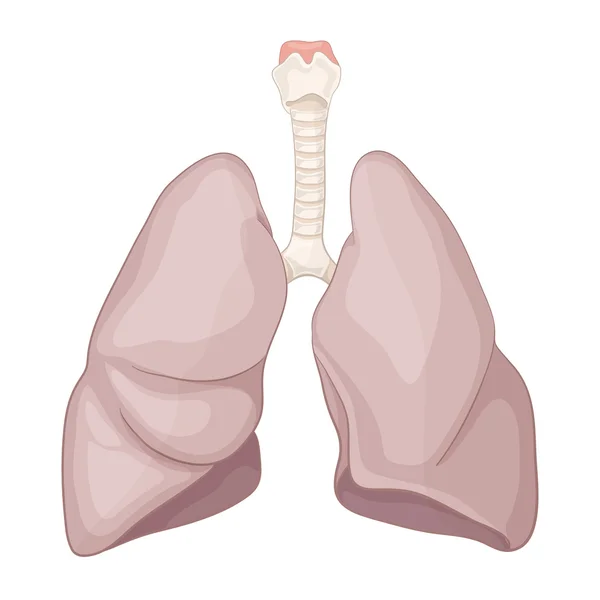 Illustration einer gesunden menschlichen Lunge. Atemwege. Volumen Körpermodell. Vektor — Stockvektor