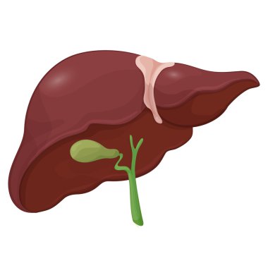 İnsan karaciğer safra kesesi sindirim sistemi ile Illustration. Birim vücut modeli. Vektör 