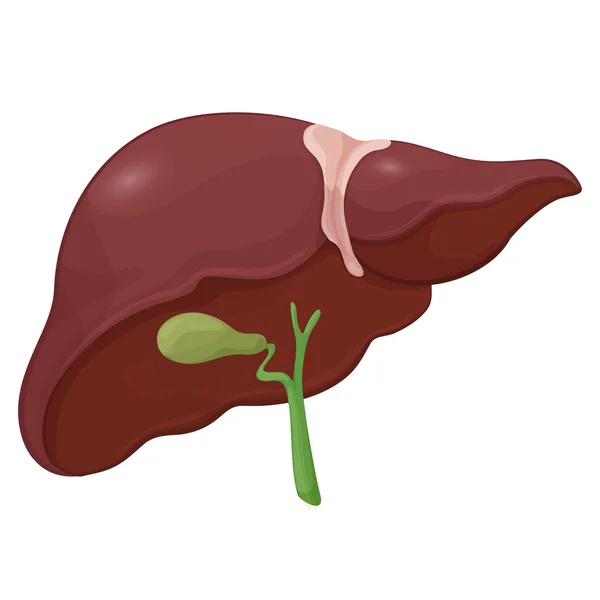 Ilustrasi hati manusia dengan kandung empedu dalam sistem pencernaan. Model tubuh volume. Vektor - Stok Vektor