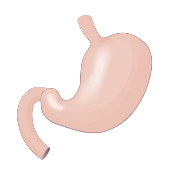 Human stomach. Vector Illustration. — Stock Vector