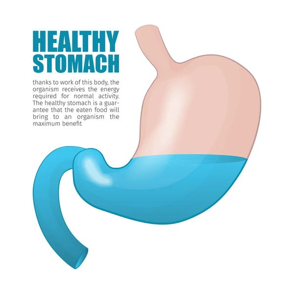 Estómago humano sano. Ilustración vectorial. Plantilla para el diseño del cartel — Archivo Imágenes Vectoriales