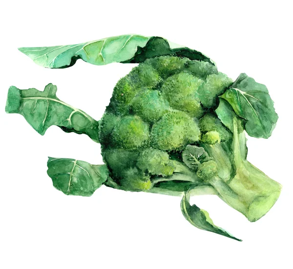 Broccoli. Hand dras akvarell målning på vit bakgrund. — Stockfoto