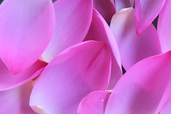 Pink lotus petals — Stock Photo, Image