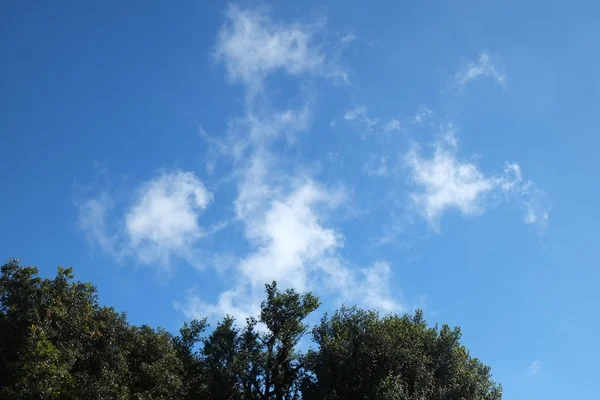 Silhouettes ท้องฟ้าสีฟ้าสวยกับต้นไม้ — ภาพถ่ายสต็อก