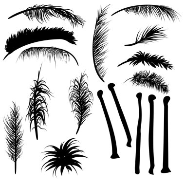 Palmiye yaprakları koleksiyonu kümesi.