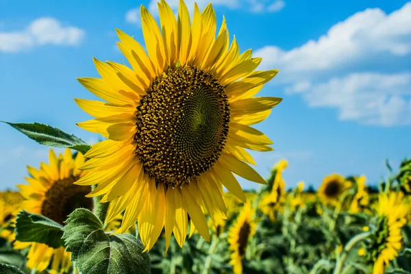 Bright flower sunflower