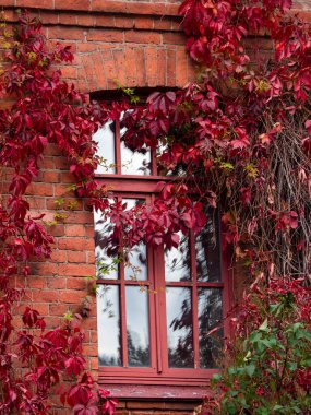 Yaban üzümlerinin kırmızı yapraklarına sarılı eski bir pencere.